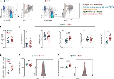 Complement Factor H Modulates Splenic B Cell Development and Limits Autoantibody Production